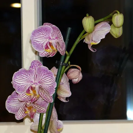 Au Cocon D'avoine Ferienhaus