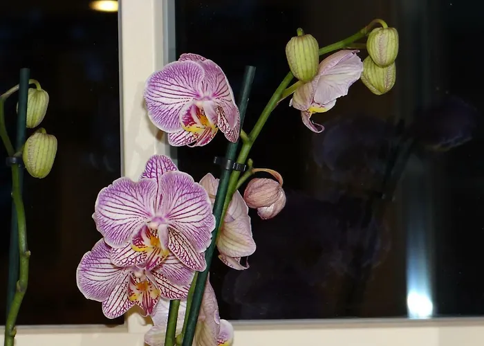 Au Cocon D'avoine Hébergement de vacances